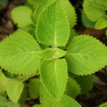 Anak Pokok Bangun-Bangun - Kebuna Putrajaya