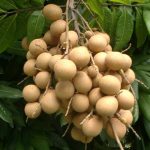 longan