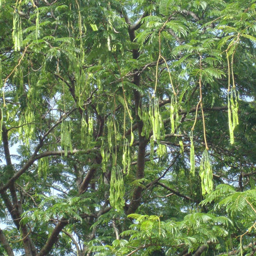 Anak Pokok Petai  Thai Kebuna Putrajaya