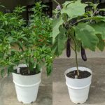 hydroponic-pot-single-plant